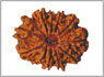 Rudraksha ten mukhi