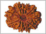 Rudraksha eleven mukhi