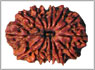 Rudraksha fourteen mukhi