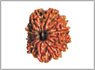 Rudraksha fiften mukhi