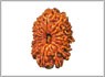 Rudraksha sixten mukhi