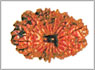 Rudraksha ninten mukhi
