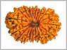 Rudraksha twenty mukhi
