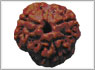 Rudraksha three mukhi