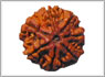 Rudraksha seven mukhi