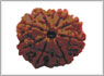 Rudraksha eight mukhi