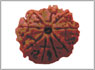 Rudraksha nine mukhi